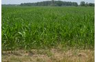 Property photo 30 - 51.5 Acres Offered in 5 tracts, 2 Farm Sites
